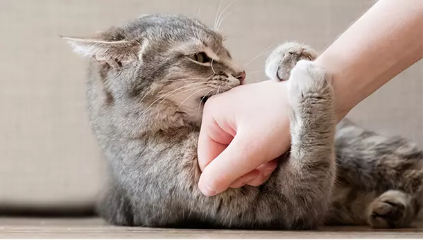 Un gato mordiendo una mano