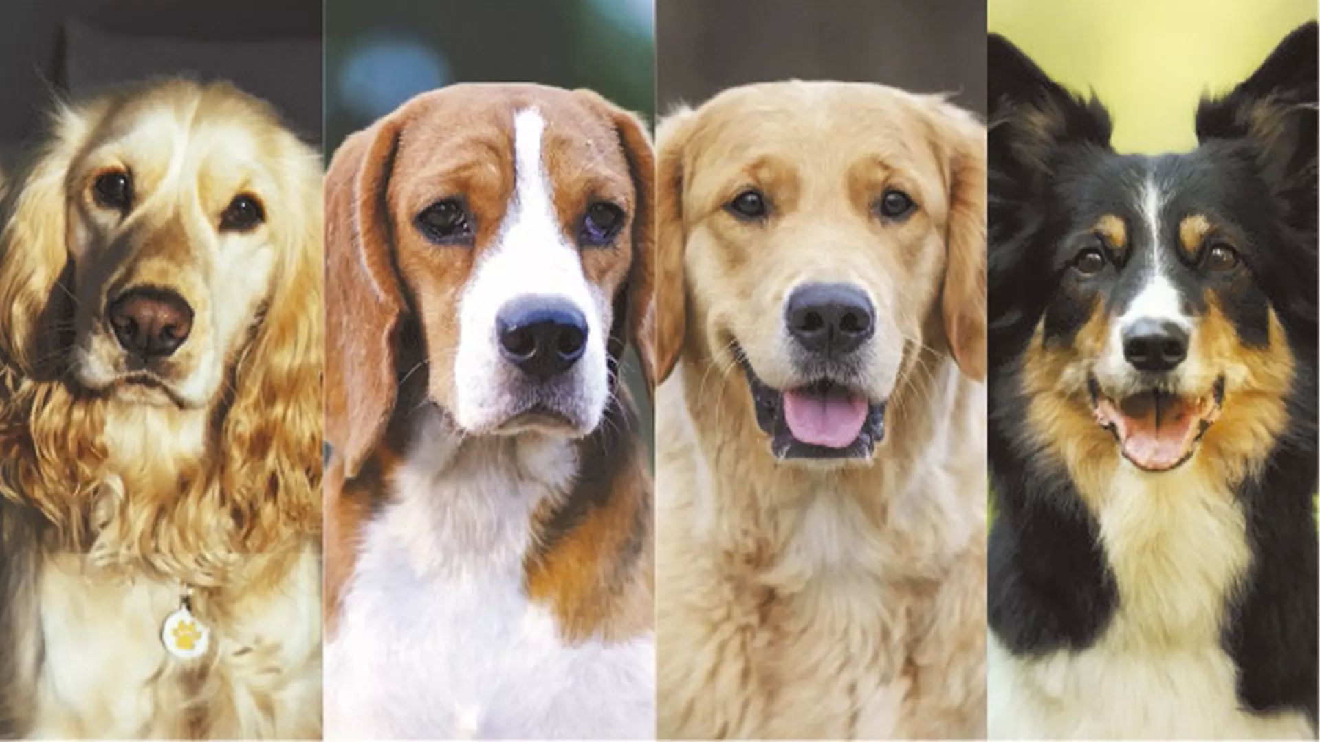 Razas de perros medianos