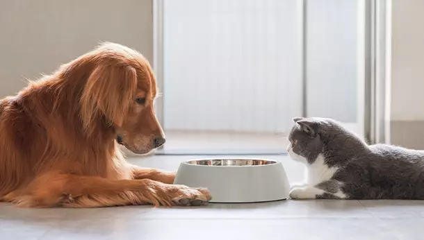 Cómo evitar que el perro se coma la comida del gato