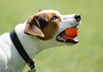 Perro con pelota