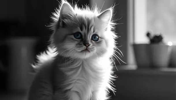 Un gato pequeño