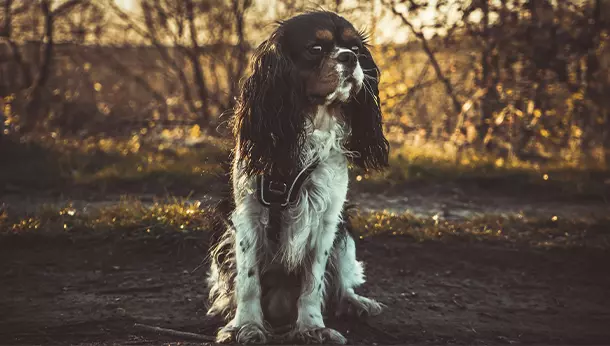 Un Cavalier King Charles Spaniel