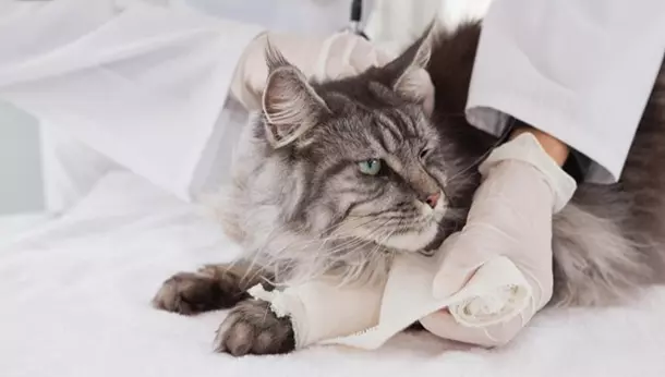 Un gato en el veterinario
