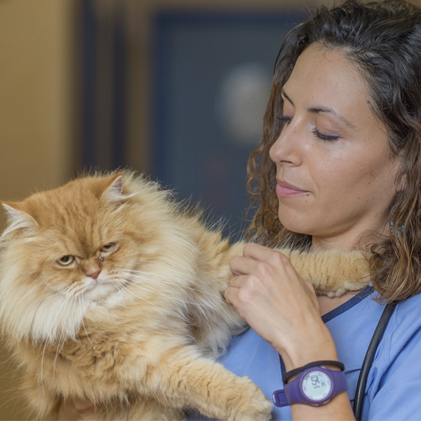 Clínica Veterinaria Añaterve