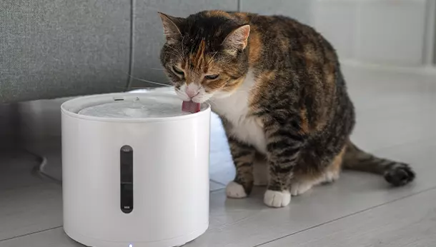 ¿Cuánto puede estar un gato sin beber agua?