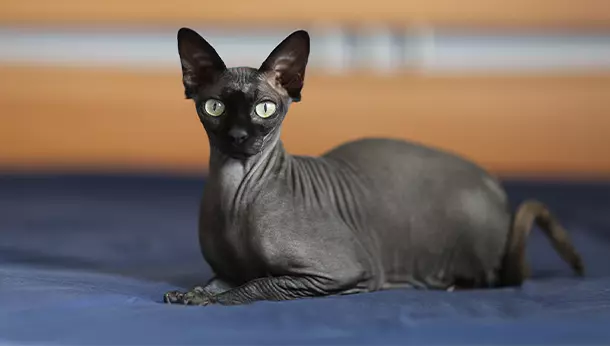 Gato Sphynx