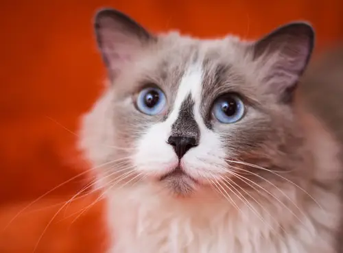 Cara del gato ragdoll gris