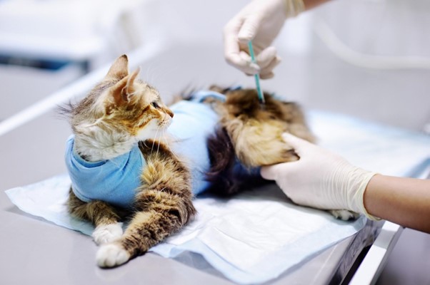 Beneficios de la esterilización en perros y gatos
