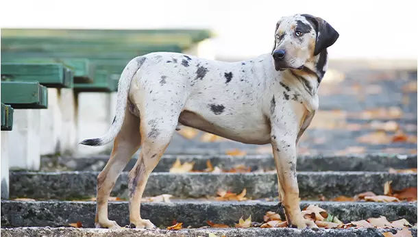 Un Catahoula Leopard