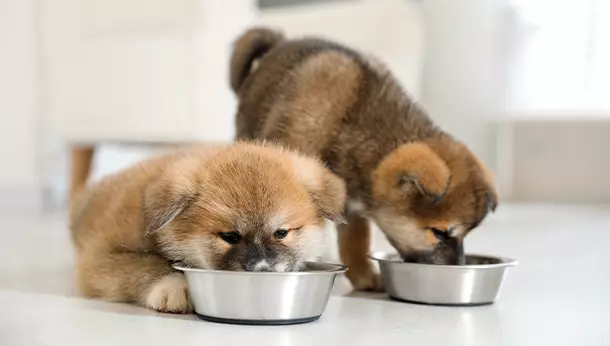 Dos cachorro comiendo