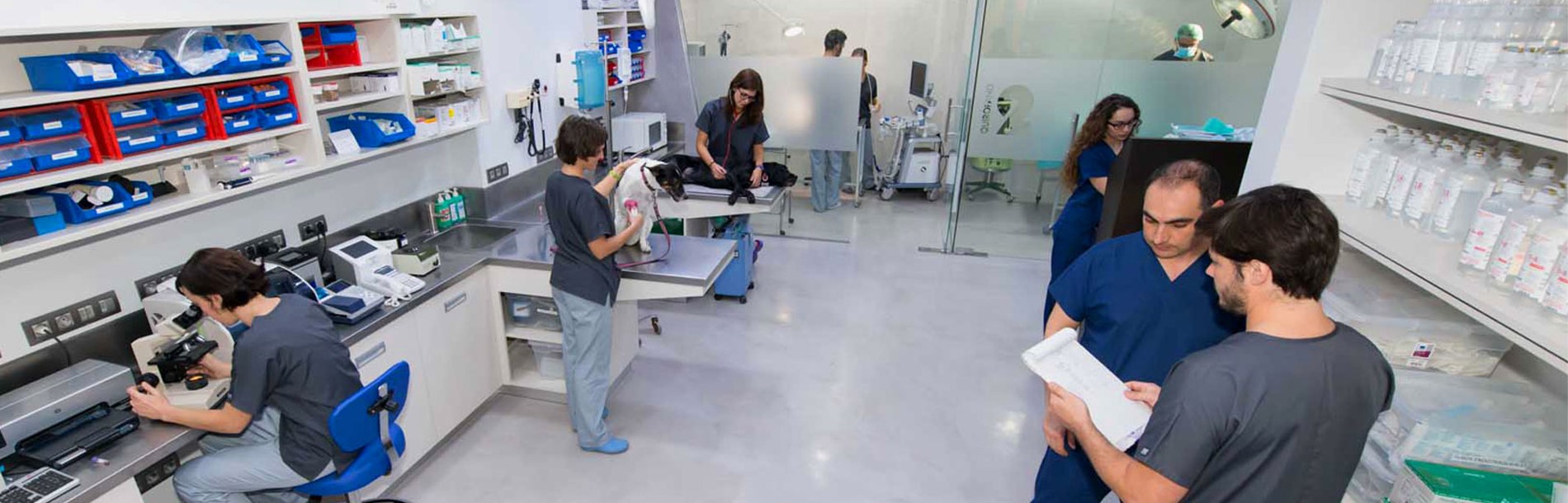 Cruz de Piedra Hospital Veterinario