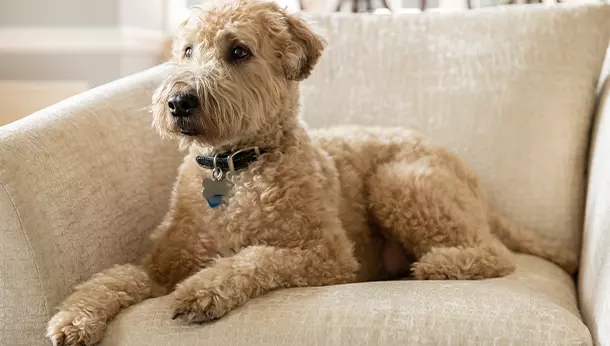 Un perro Soft-Coated Wheaten Terrier