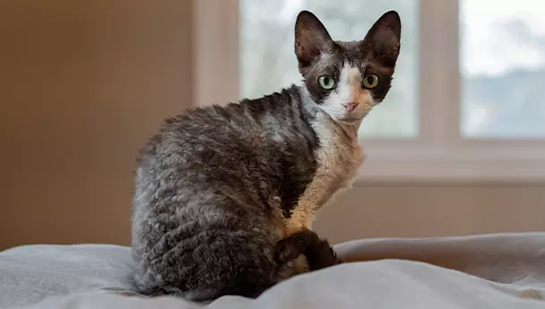 Un gato devon rex