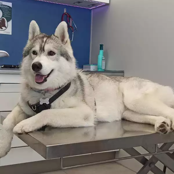 Clínica Veterinaria Plaza de Italia