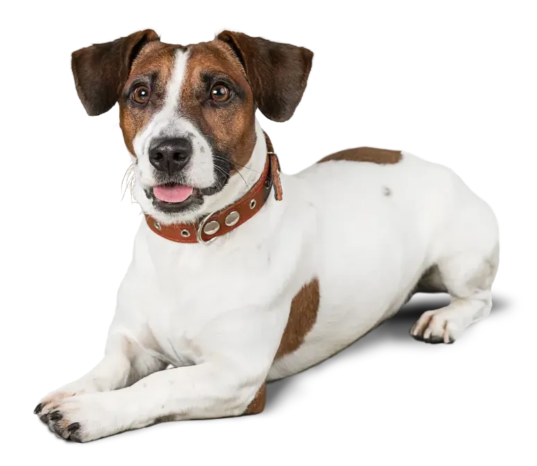 Perro
