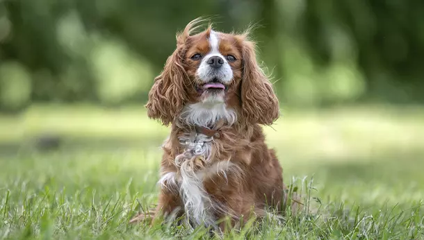 Un Cavalier King Charles Spaniel en el prado