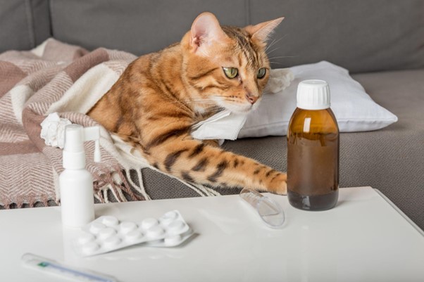 ¿Cómo saber si tu gato está enfermo? Señales de alerta