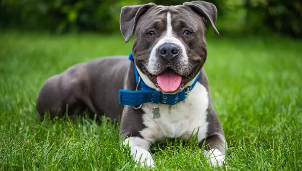 Un American Staffordshire Terrier tumbado en el cesped