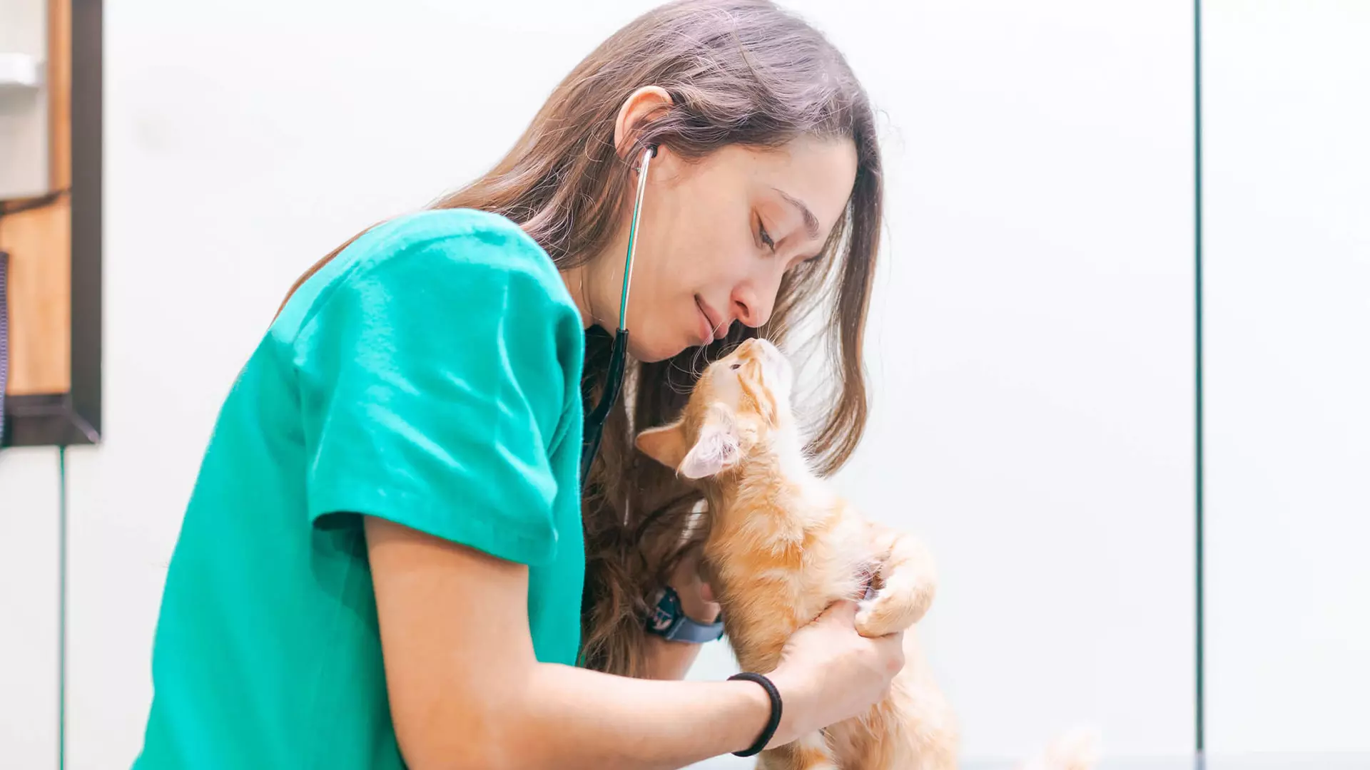 Clínica Veterinaria Villarroel
