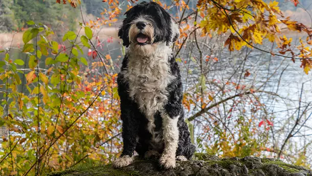 Un perro de agua portugés