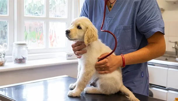 Hospital Veterinario Arca Real