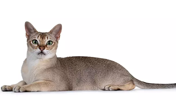 Gato Singapura