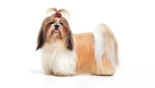 Un Lhasa Apso