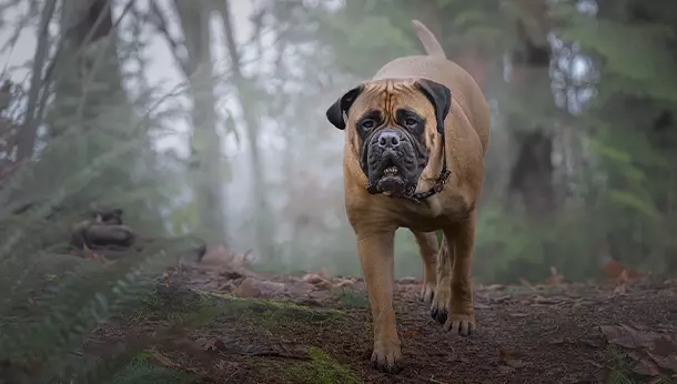 Un Bullmastiff