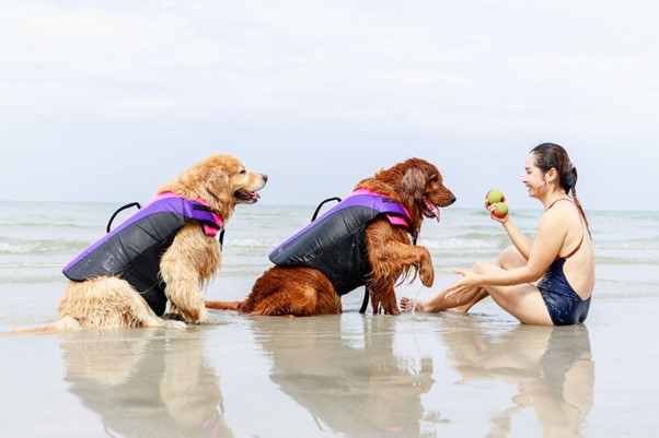 Actividades divertidas para hacer con tu perro en verano
