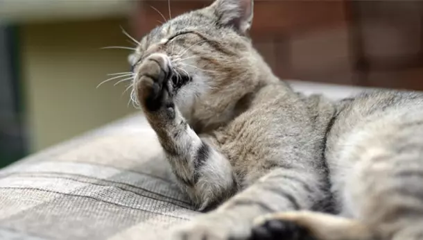 Un gato lamiéndose una pata