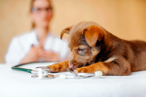 Síntomas de enfermedades comunes en mascotas: guía rápida