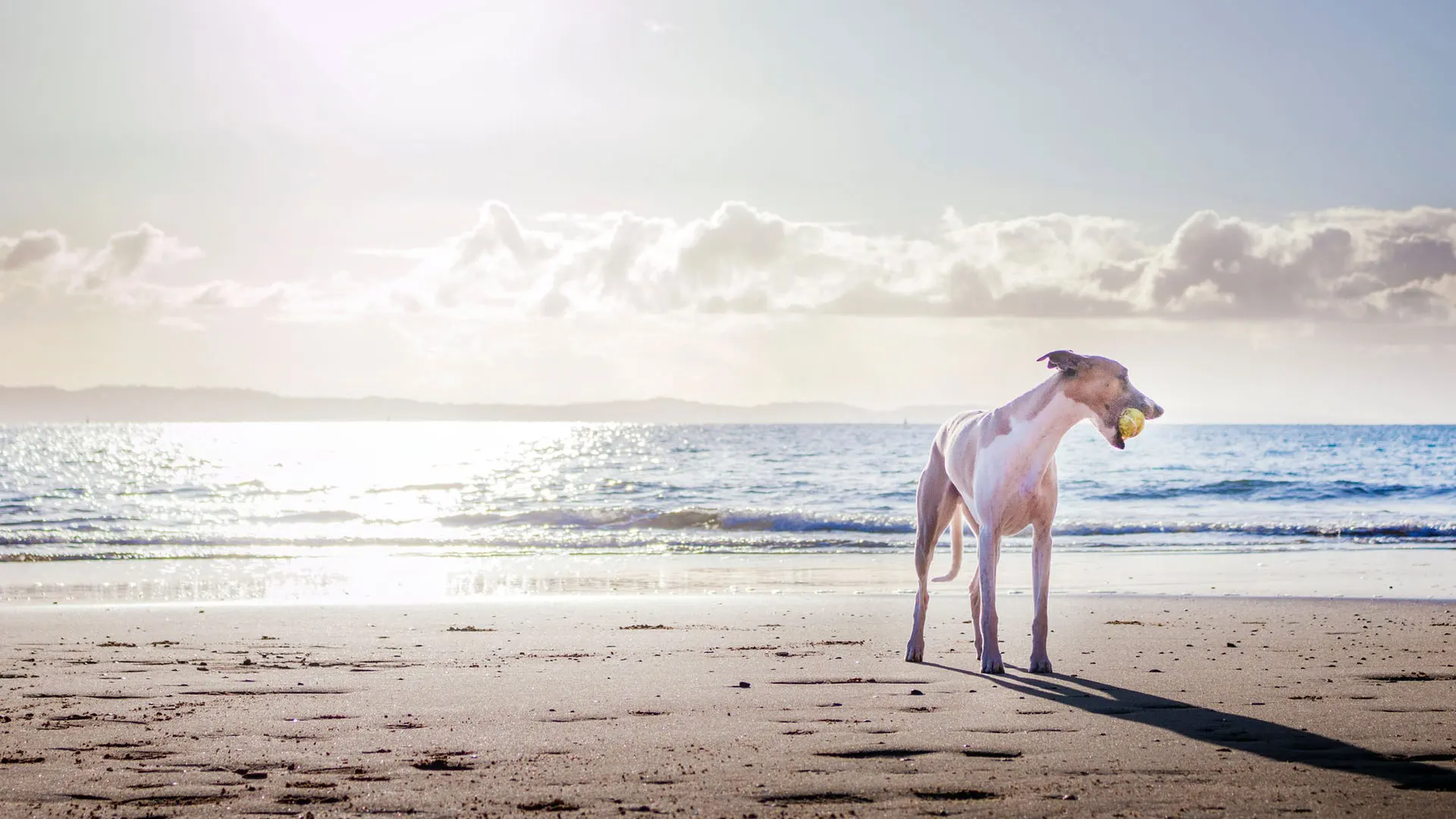Perro en la playa