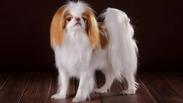 Un Japanese Chin