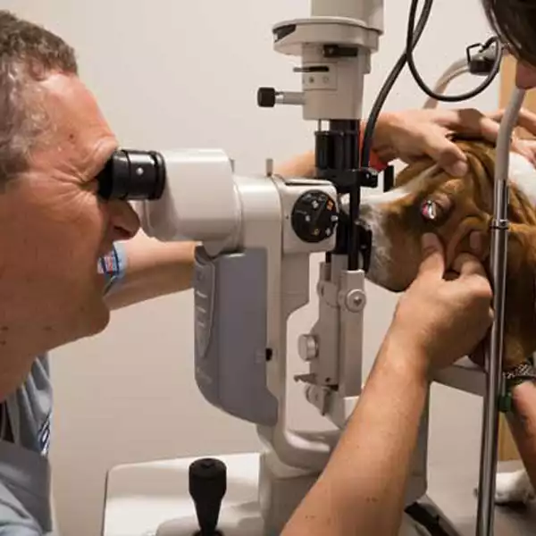 Visionvet Madrid, Oftalmología Veterinaria