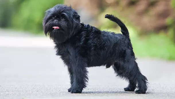 Un Affenpinscher en la calle