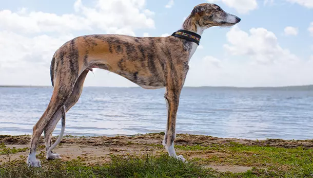 Galgo Español