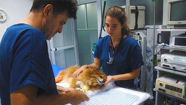 Hospital Veterinario Torrent