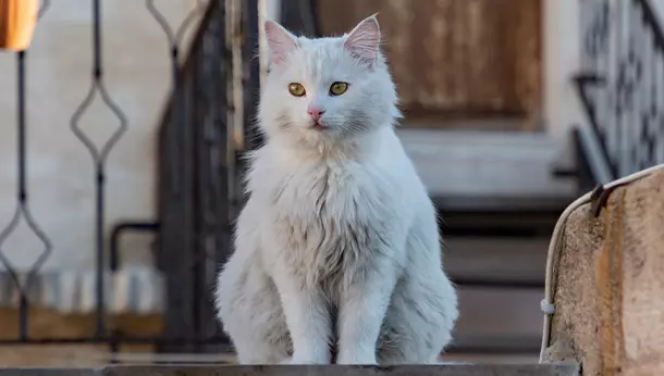 Un gato angora turco