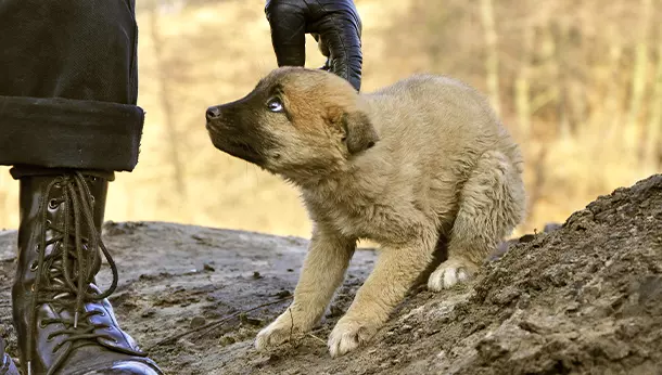 Un perro temblando