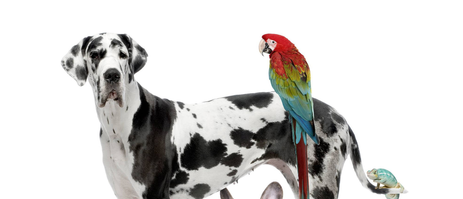 Fuenfresca Clínica Veterinaria