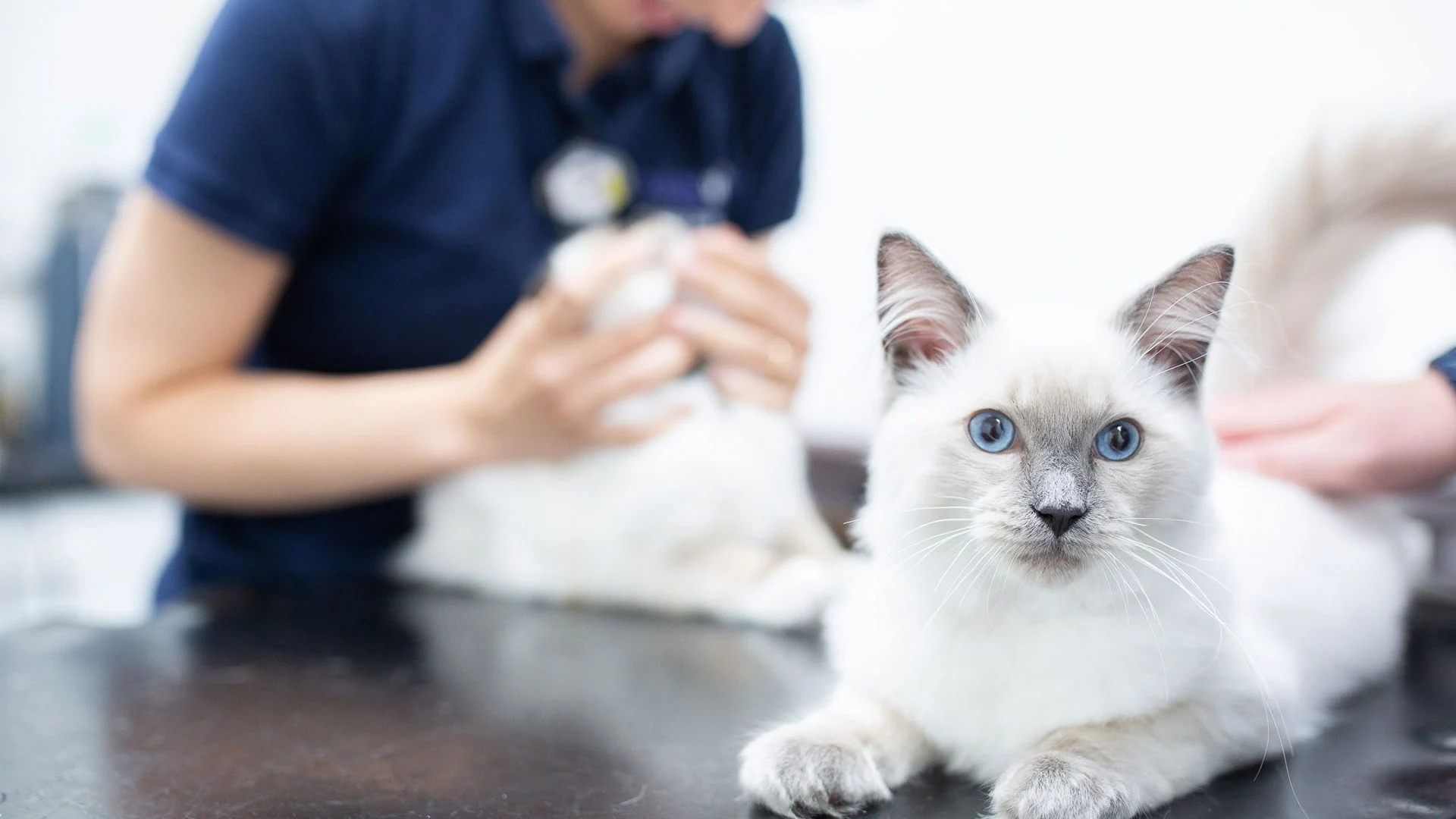 La Ribera Veterinaris